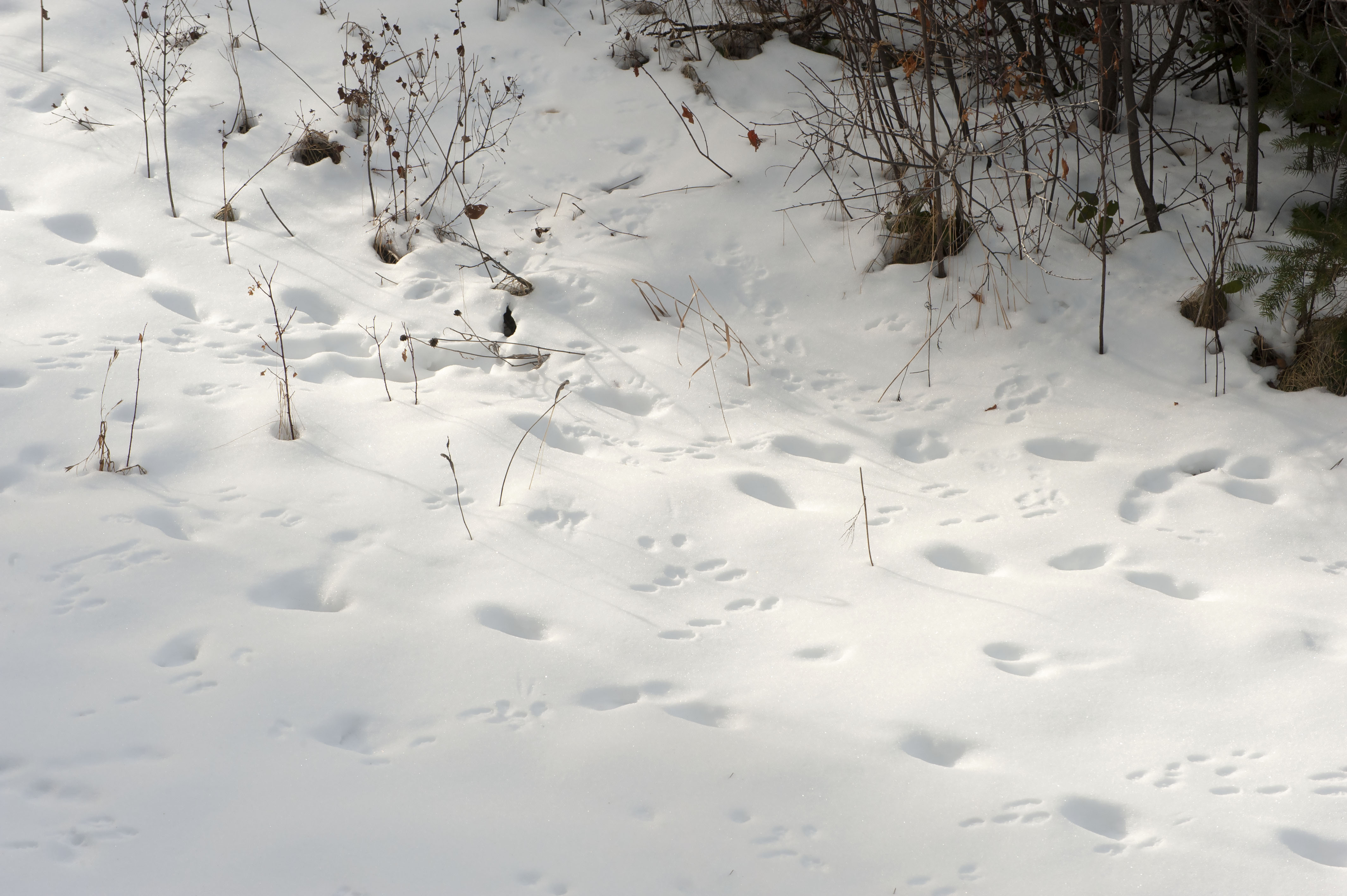 WHo_what_when_where_1