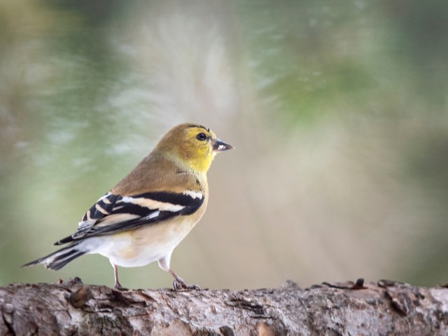WInter_goldfinch_12154