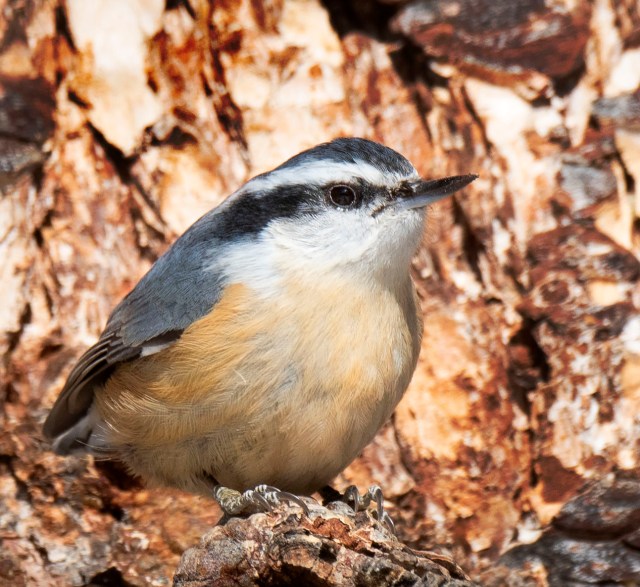 A-Close_second_12123