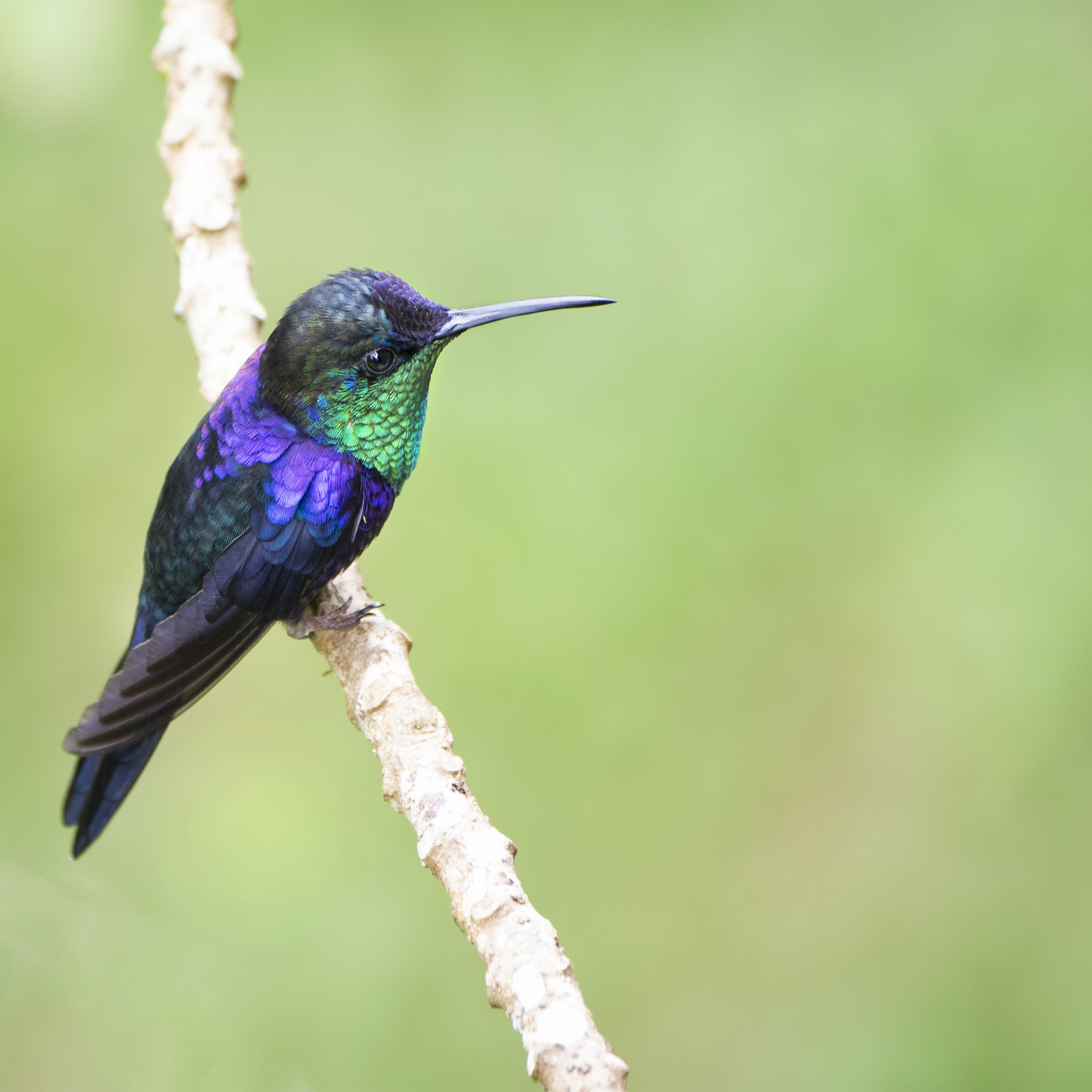 Crowned_woosnymph_092314