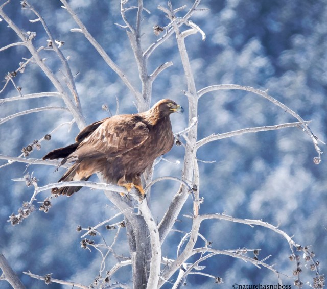 Golden_eagle_091234