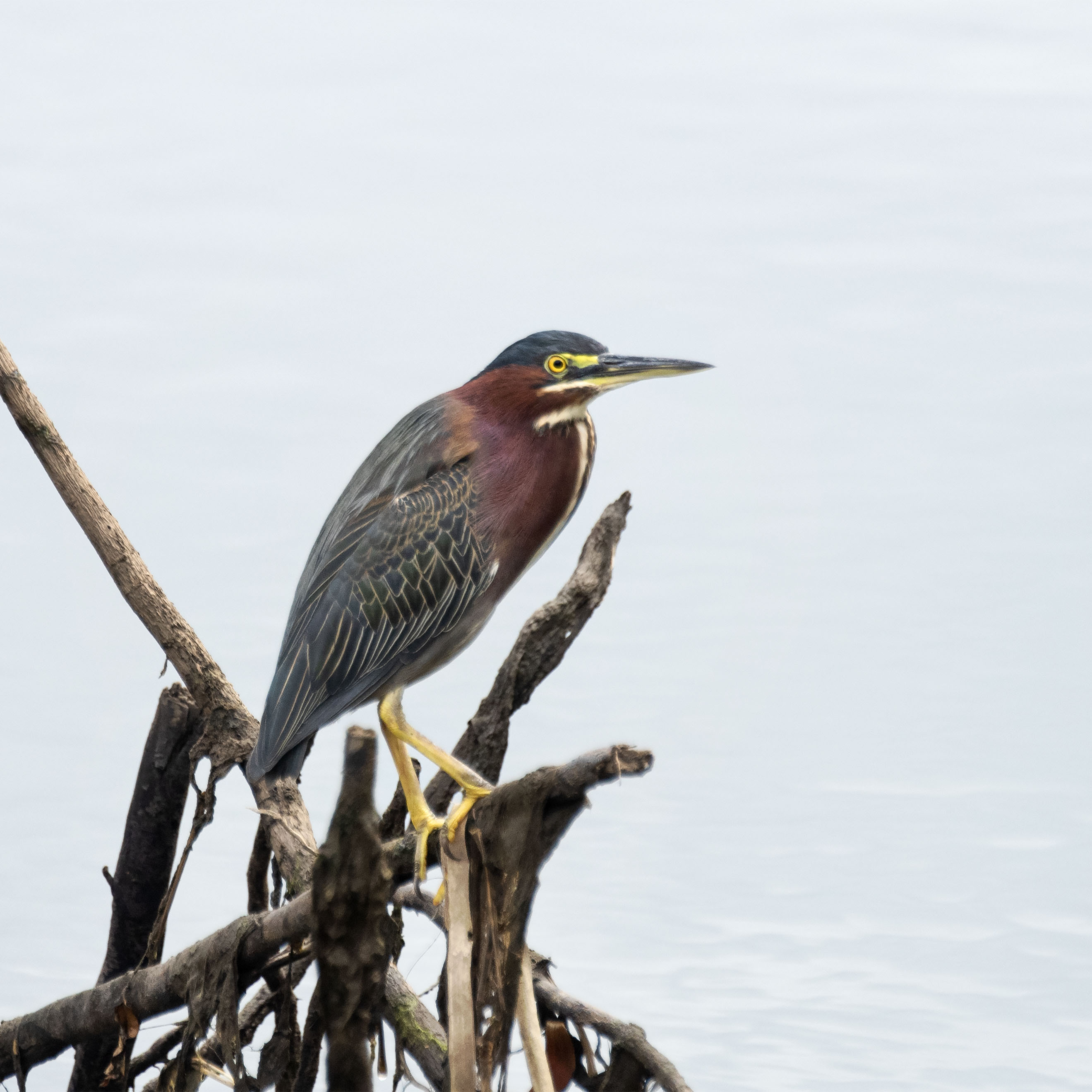 Green_heron_231435