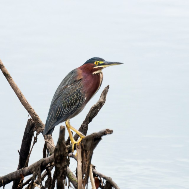 Green_heron_231435
