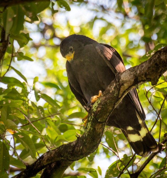 In_a_dense_forest_231435