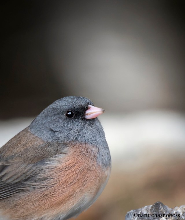 Junco_portrait_092134 copy