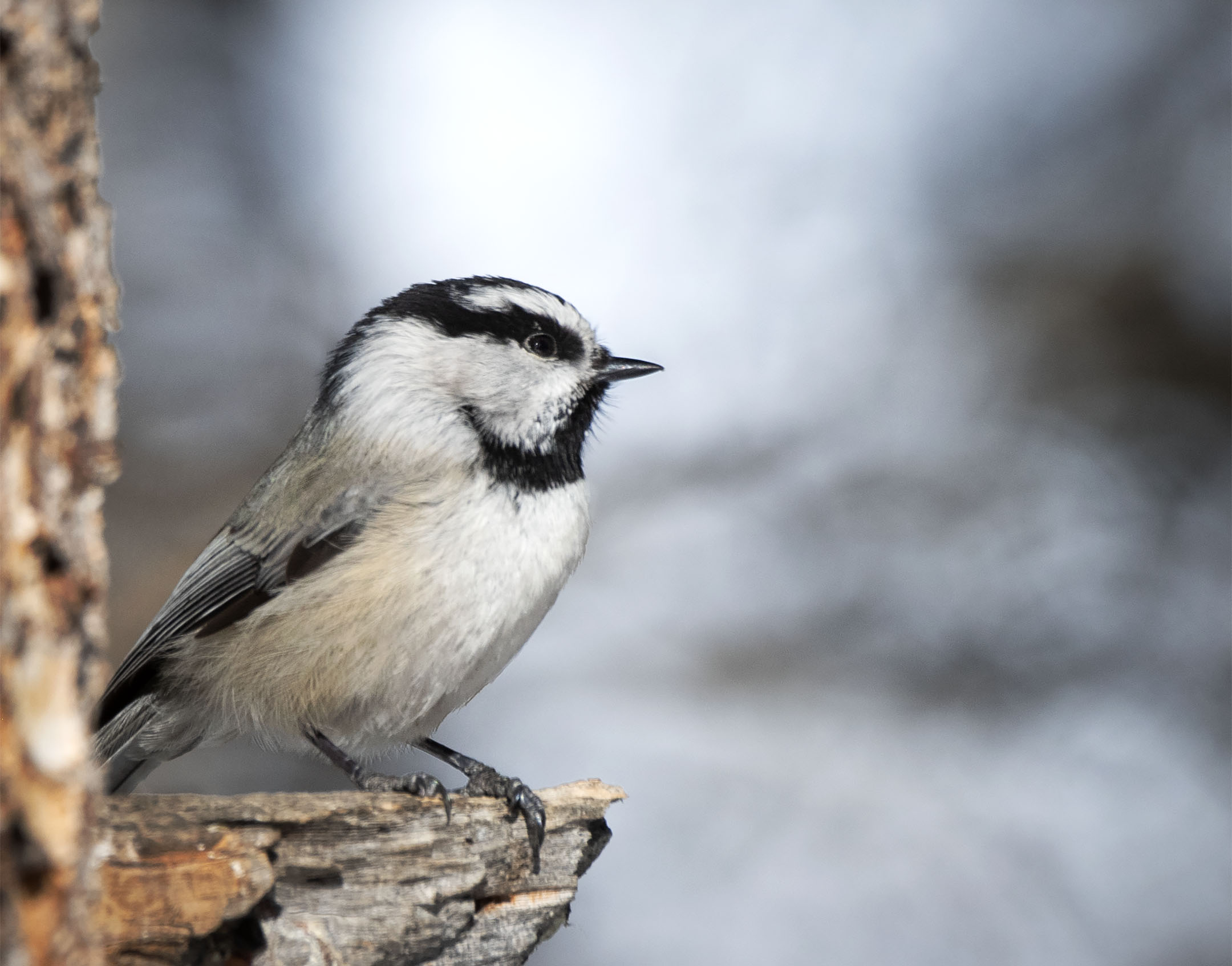 Mountain_monday_23145