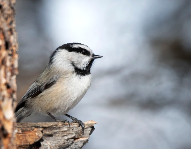 Mountain_monday_23145