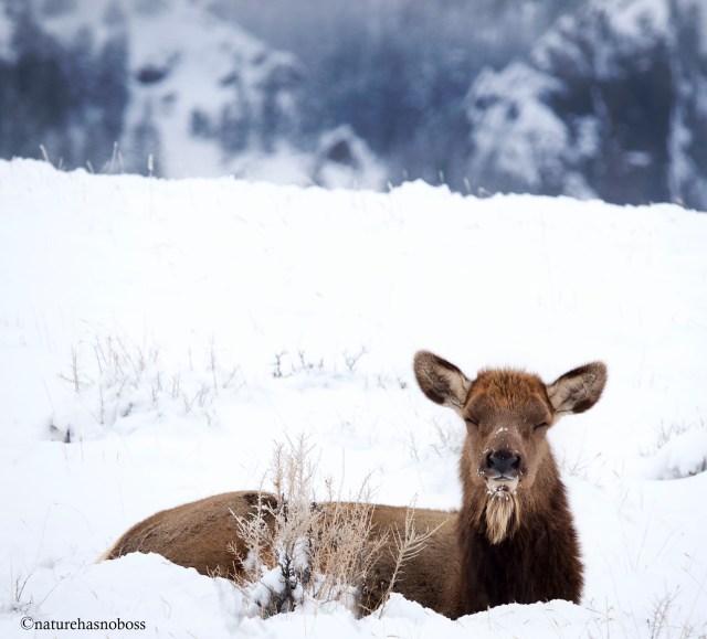 SLumber_cow_wlk_0912