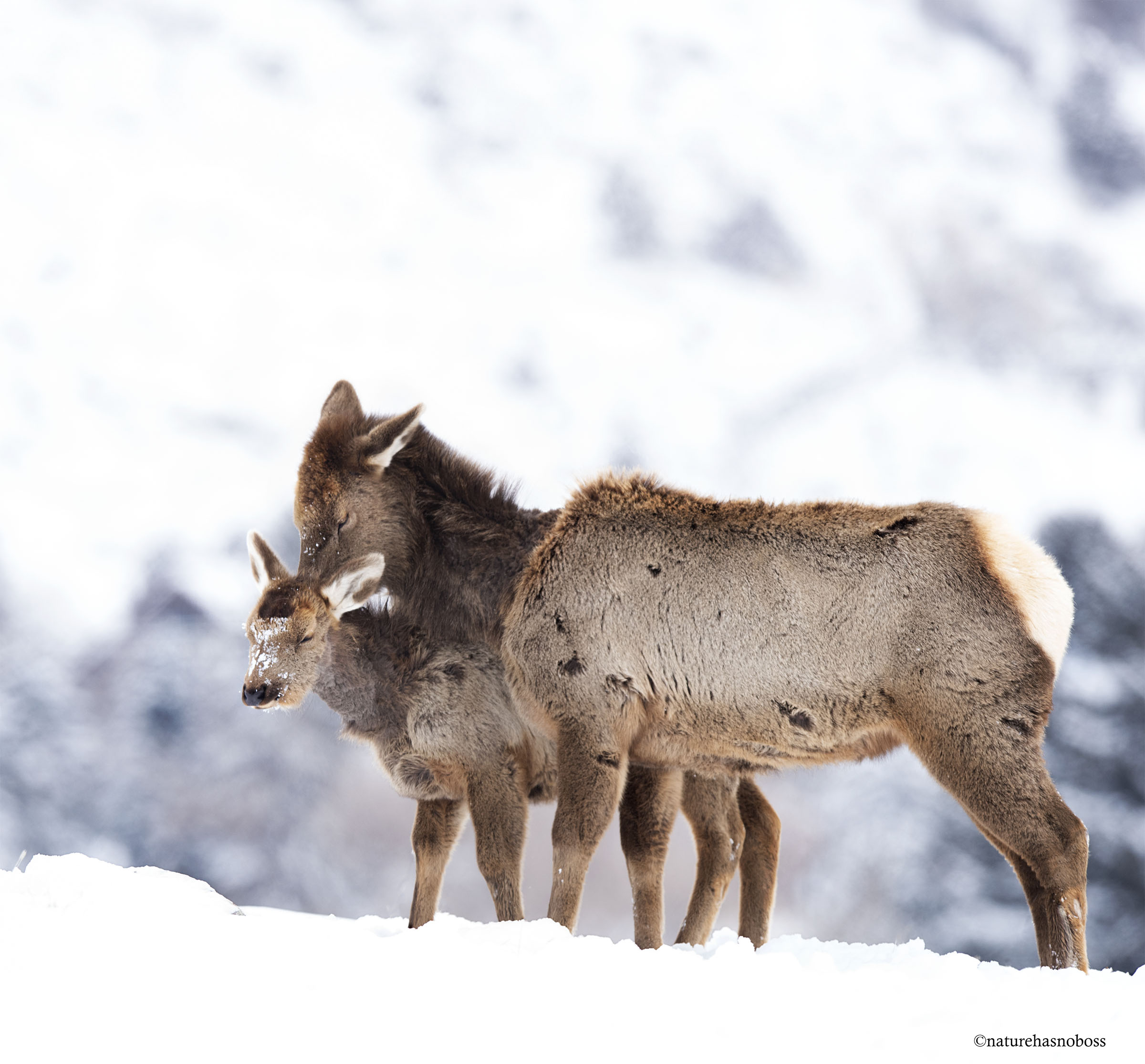 Wash_behind_your_ears_12134