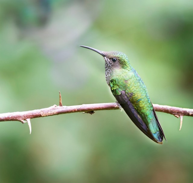 White_necked_jacobin_female_092317