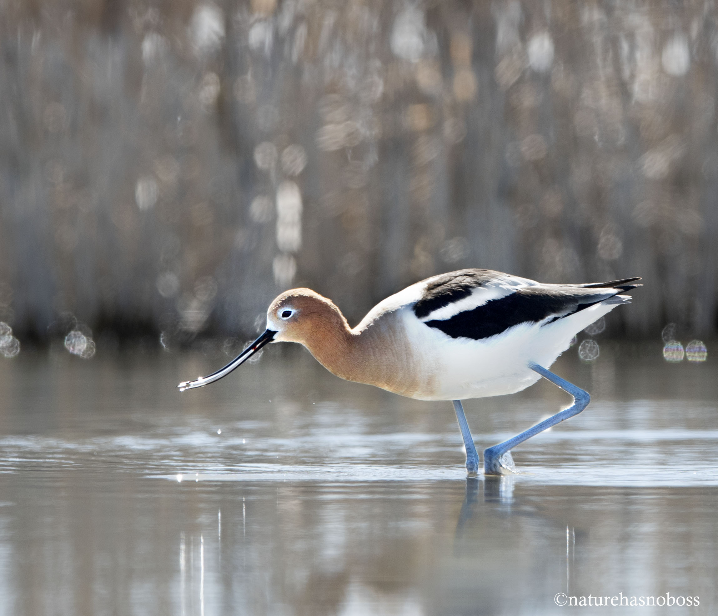 Avocet_012187