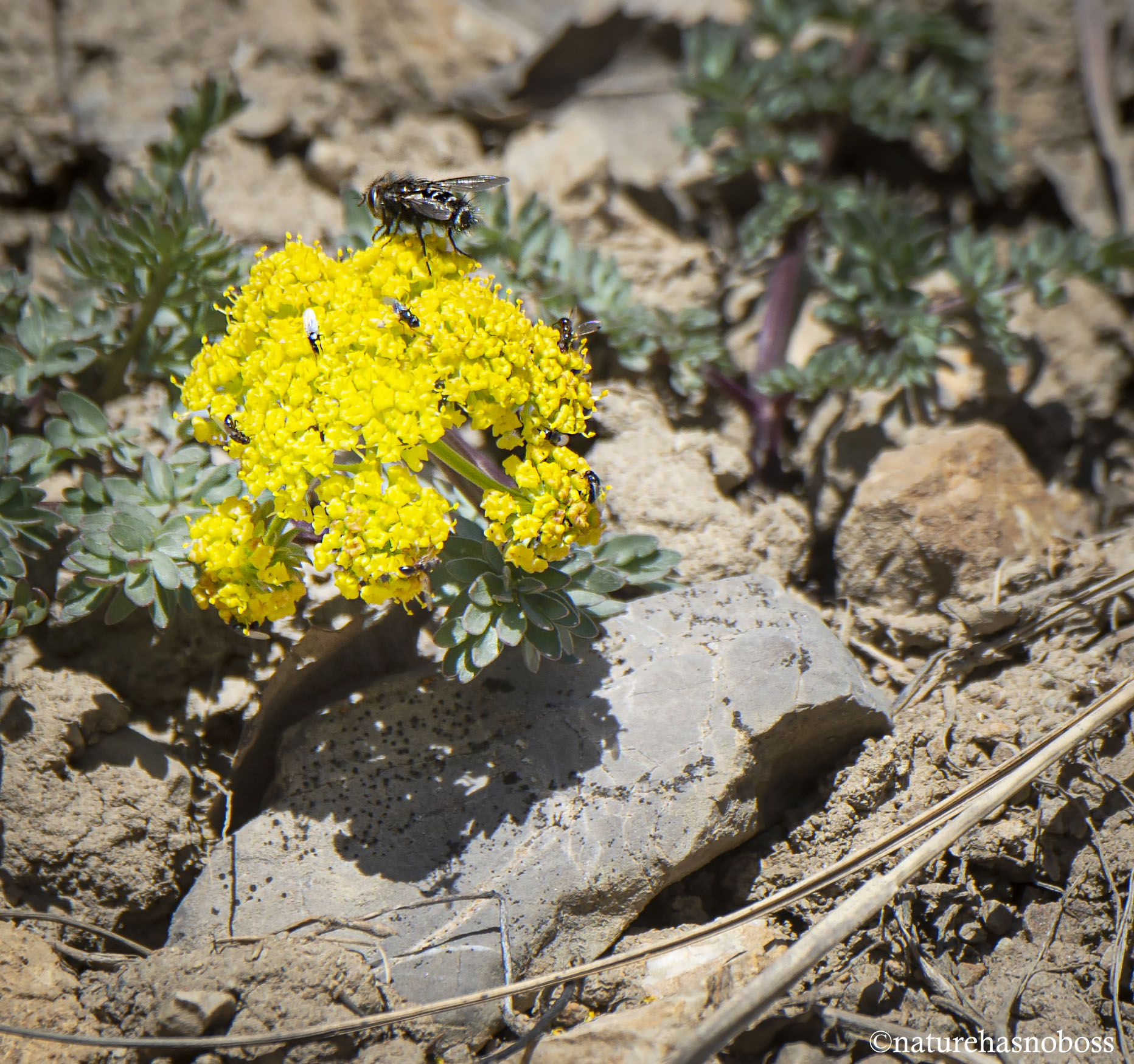 BIscuitroot_friends_1