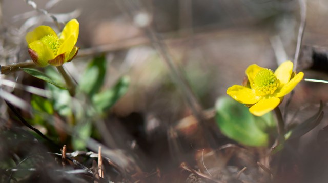 buttercups_025