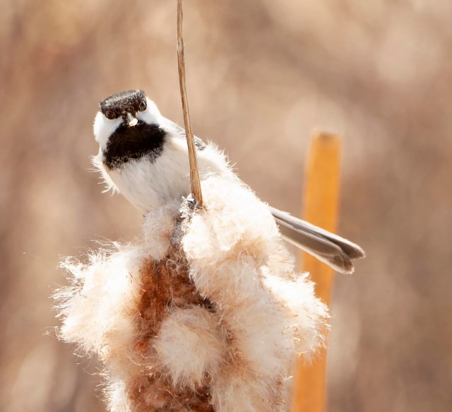 CHickadee_4