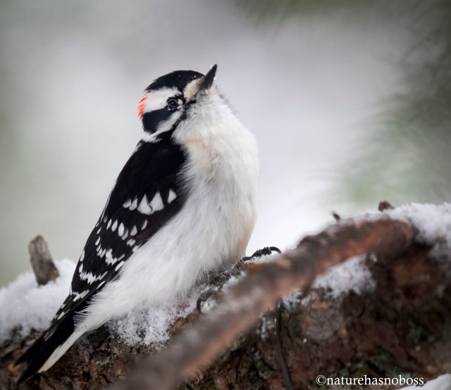 Downy_woodpecker_121987
