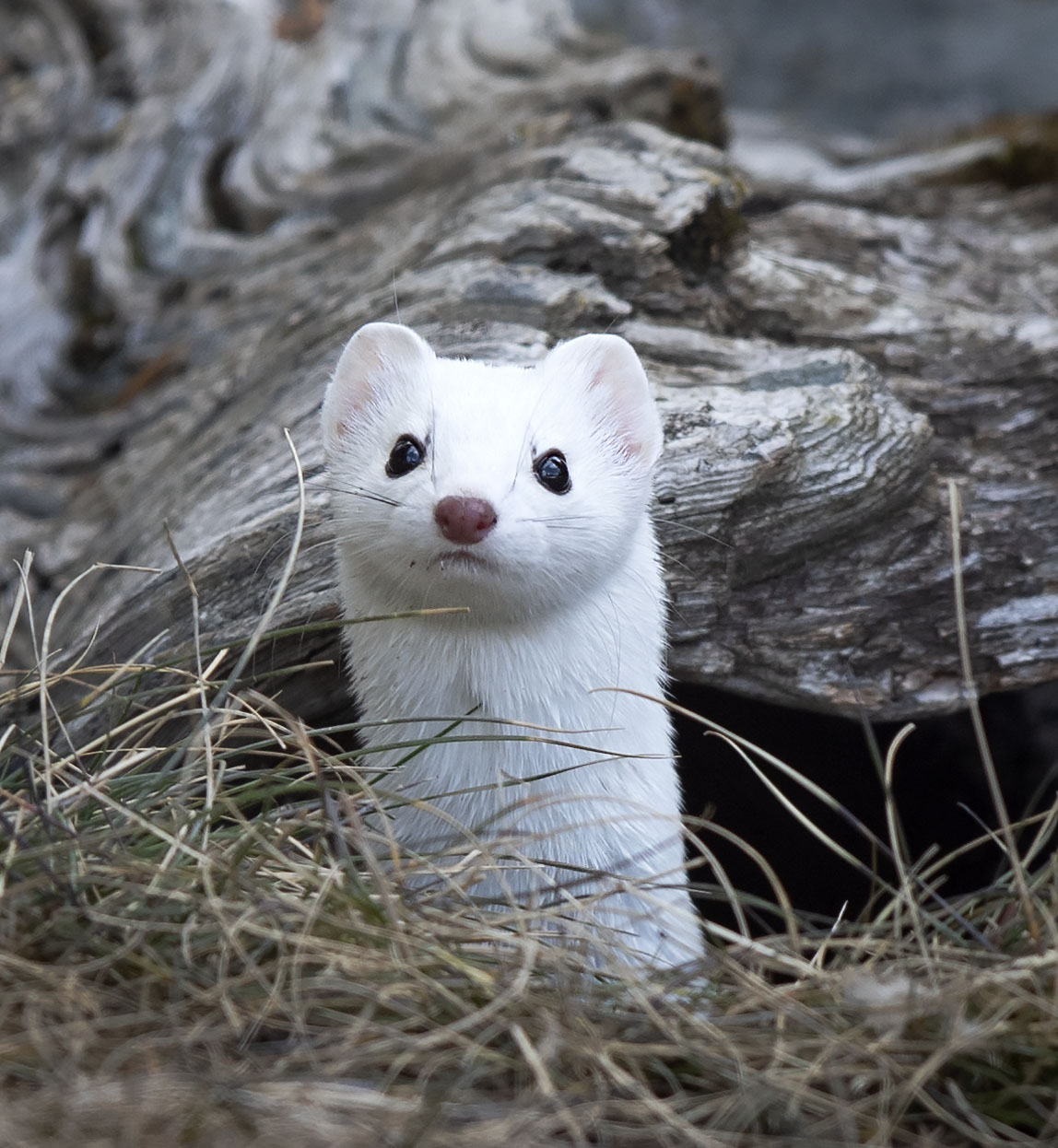 Dressed_in_white_2314