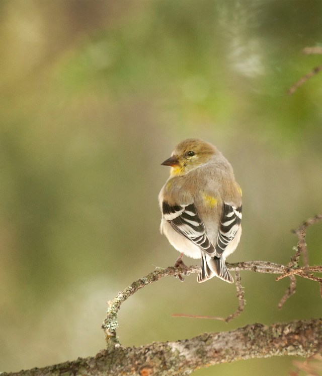 GOldfinch_56231