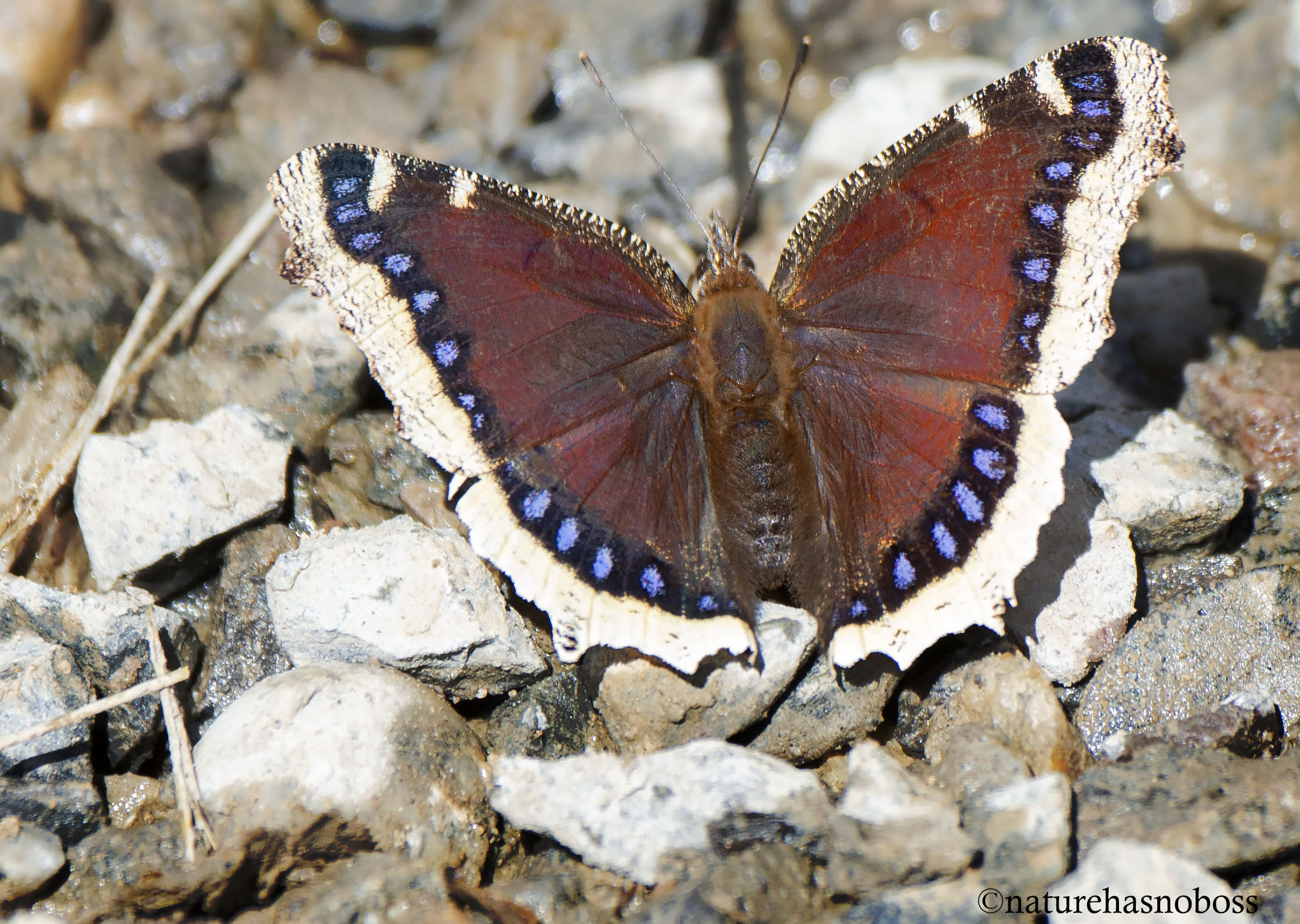 Mourning_cloak_231435