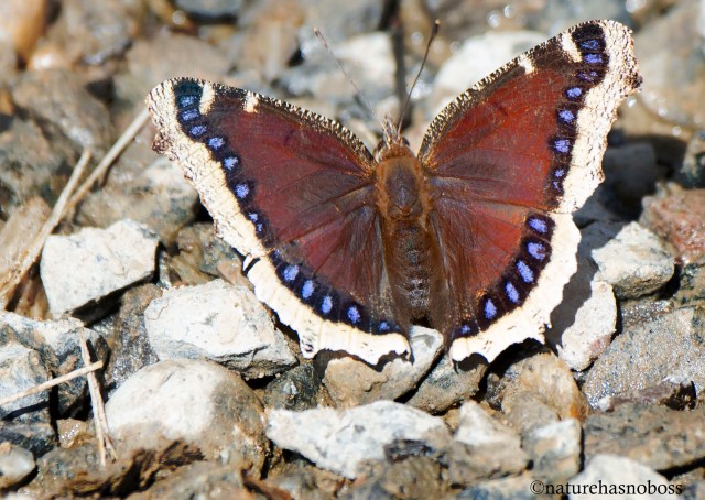 Mourning_cloak_231435