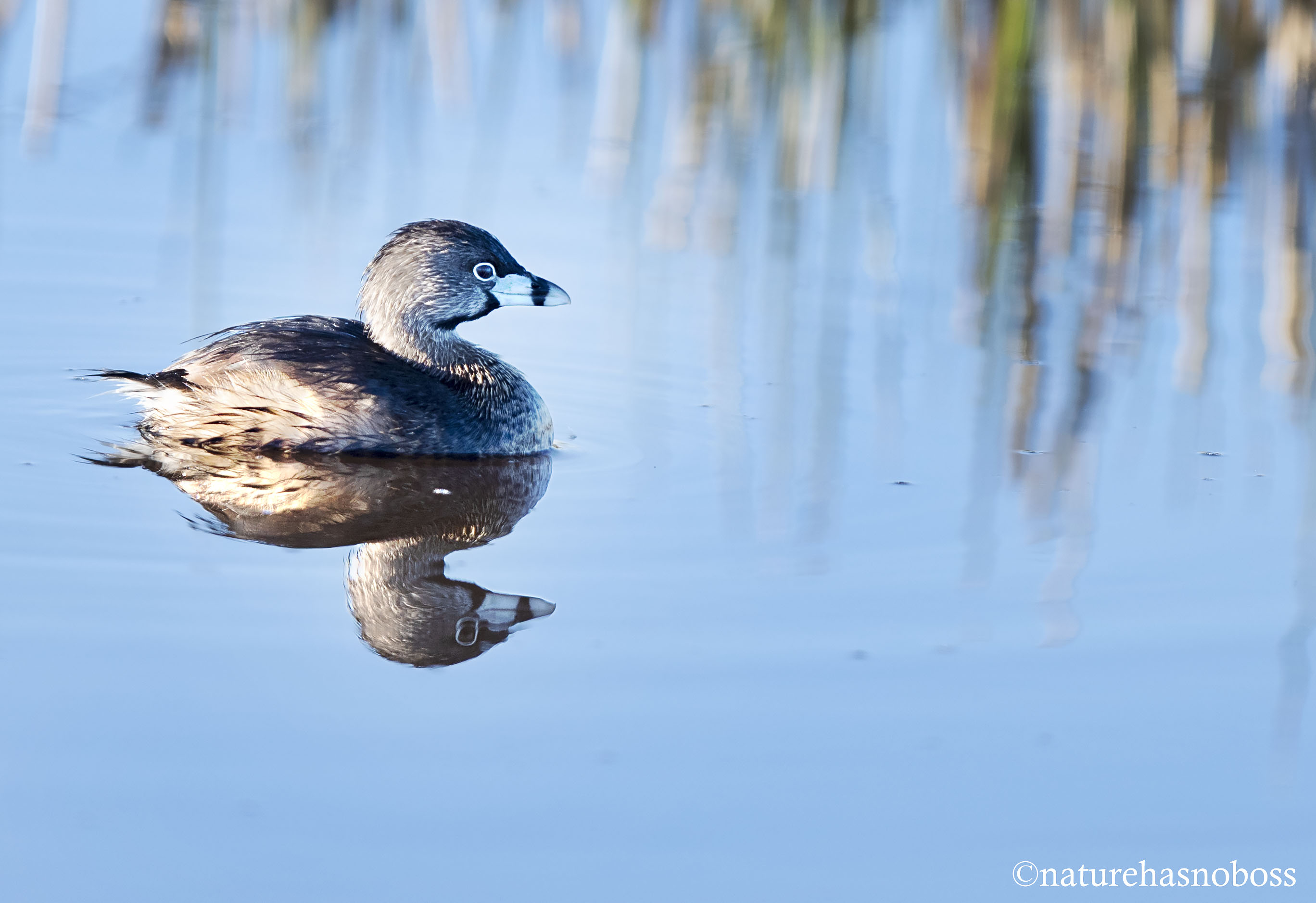 Pie_billed_grebe_2132356