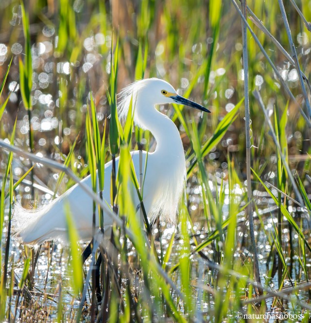Snowy_egret_0121234