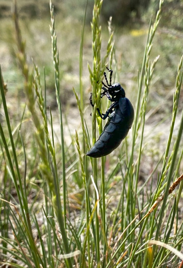 Along_the_trail_01232