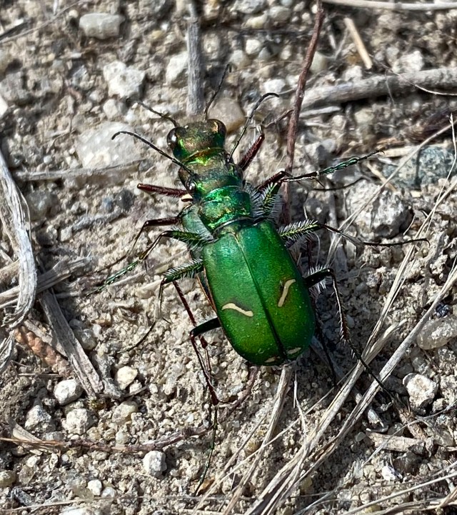 Along_the_trail_01342