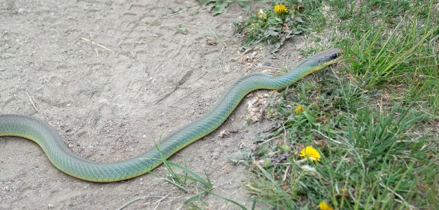 Along_the_trail_01525