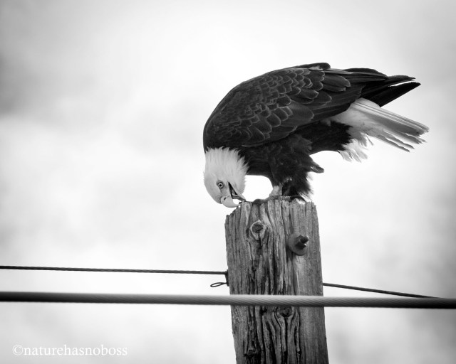 Bald_eagle_bw_096723