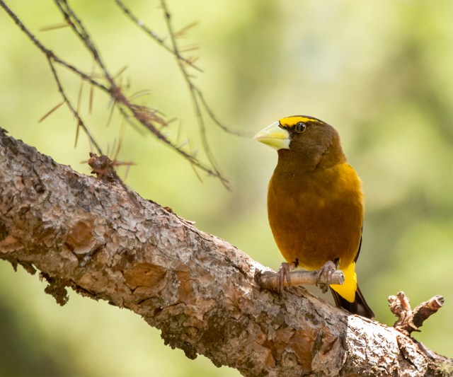Evening_grosbeak_091214