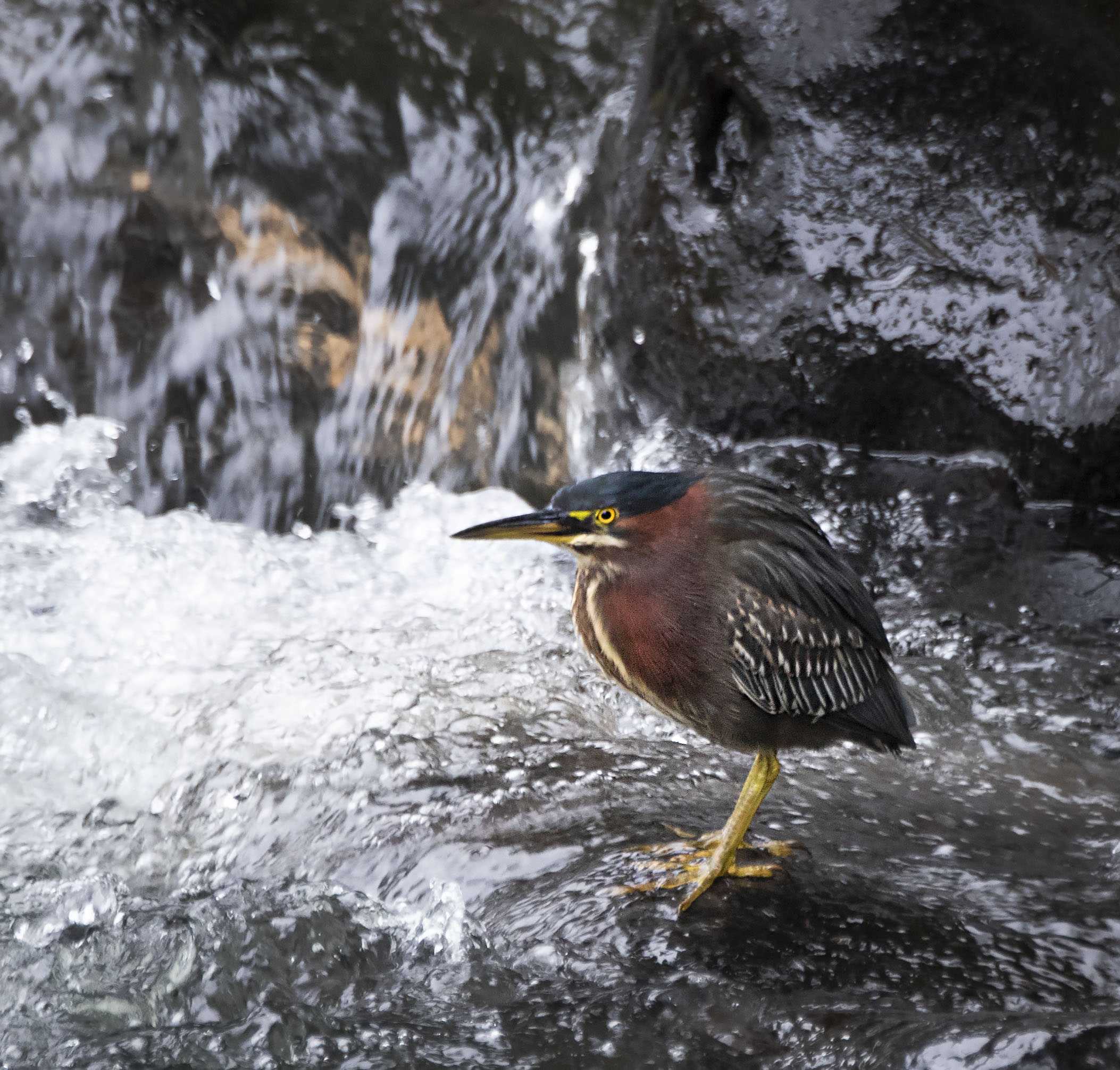 Green_heron_09123