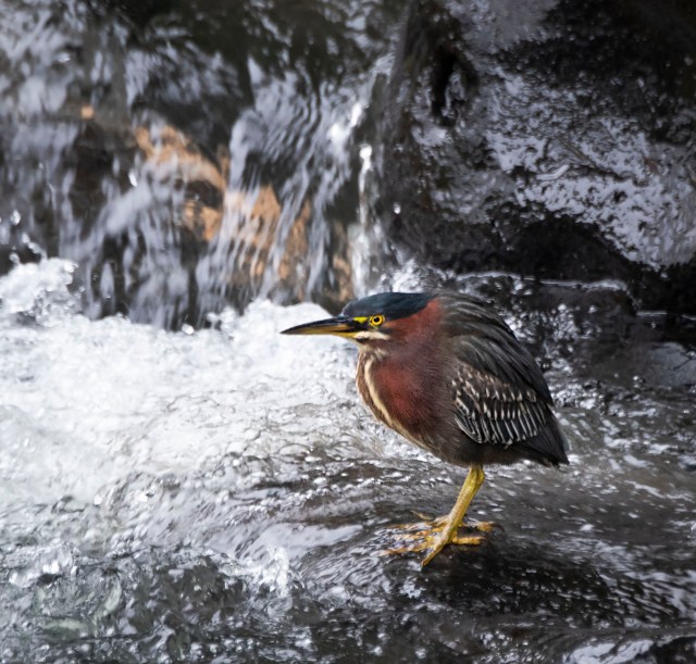 Green_heron_09123
