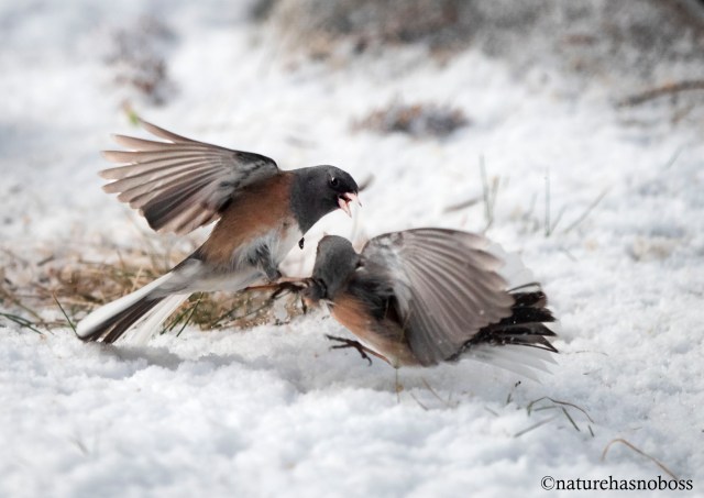 Junco_tustle_1
