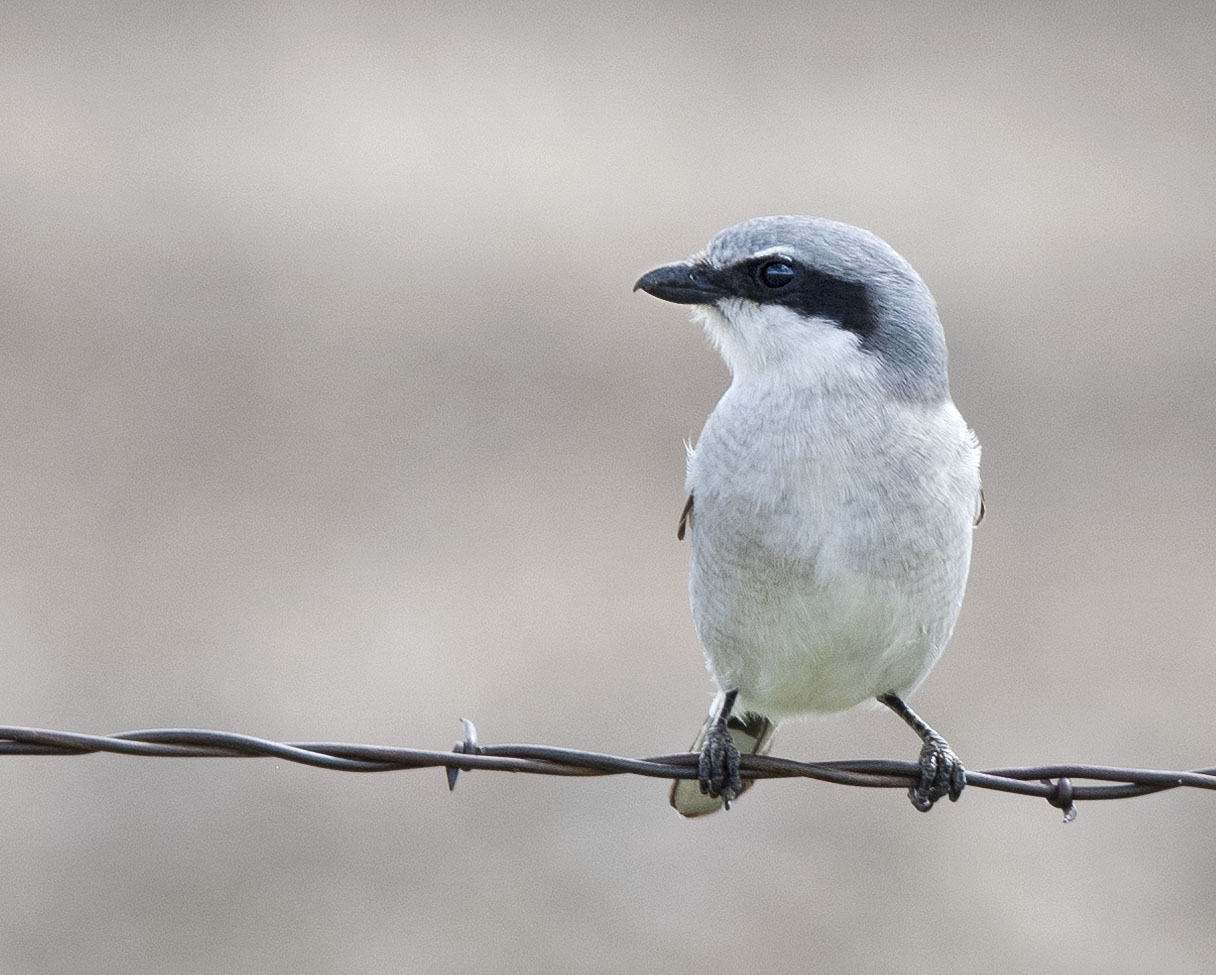 SHrike_9012435