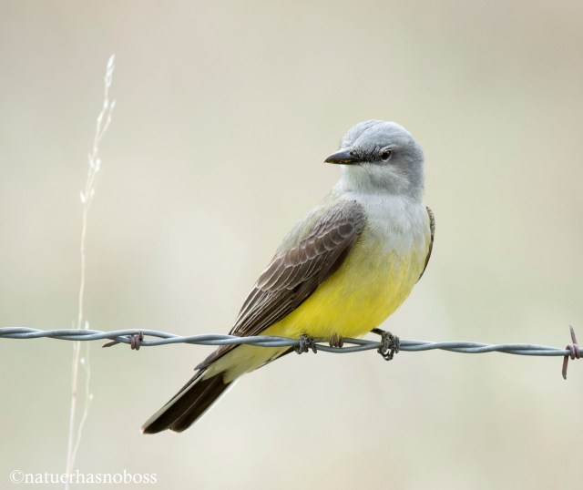 Western_kingbird_09121987 copy