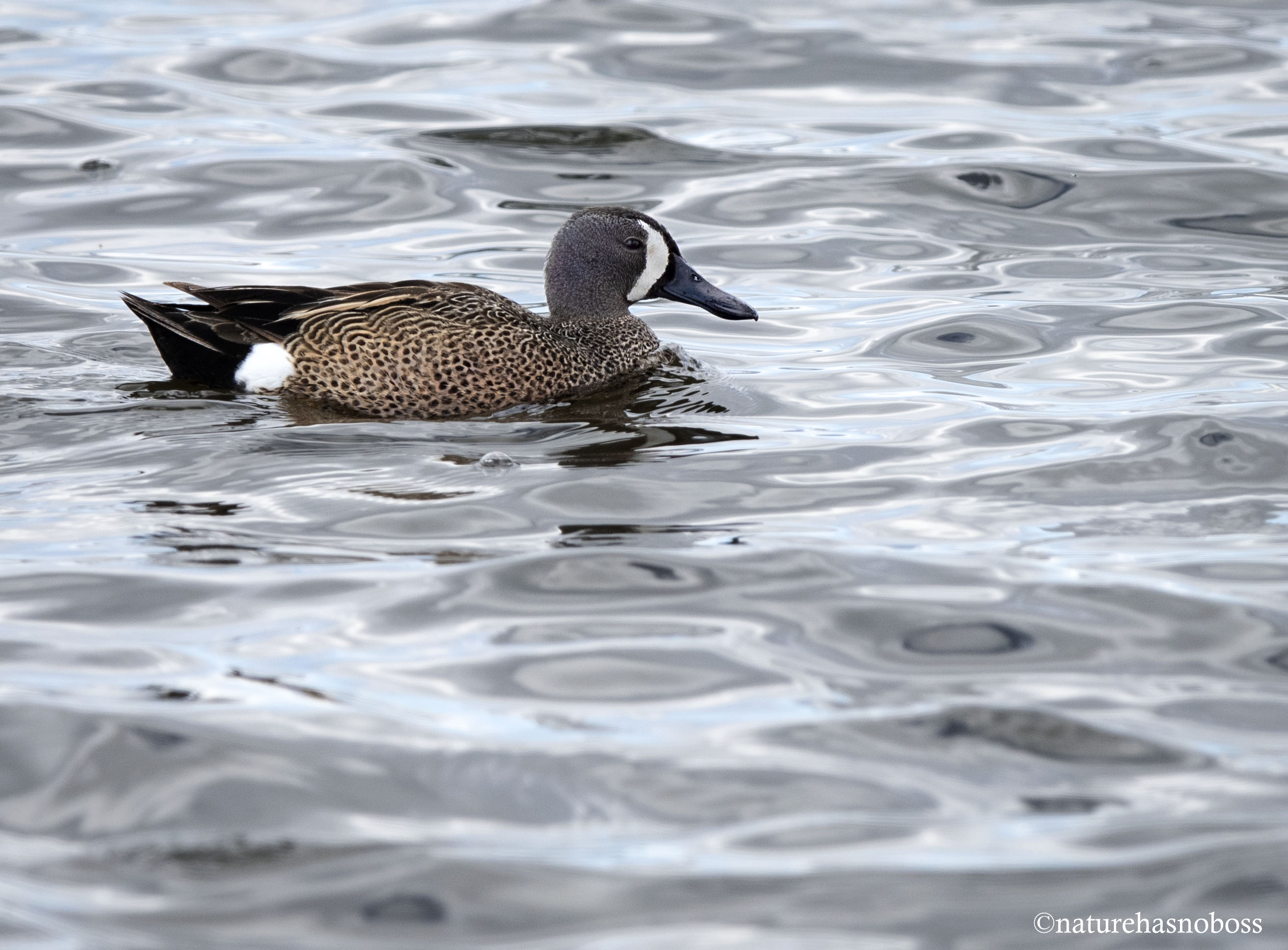 Blue_winged_teal_561209