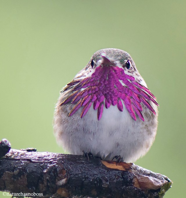 Calliope_male_672314