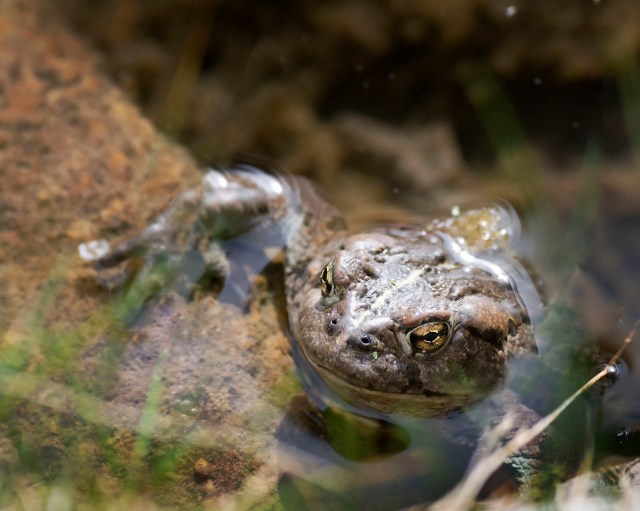 Cranky_toad_8923