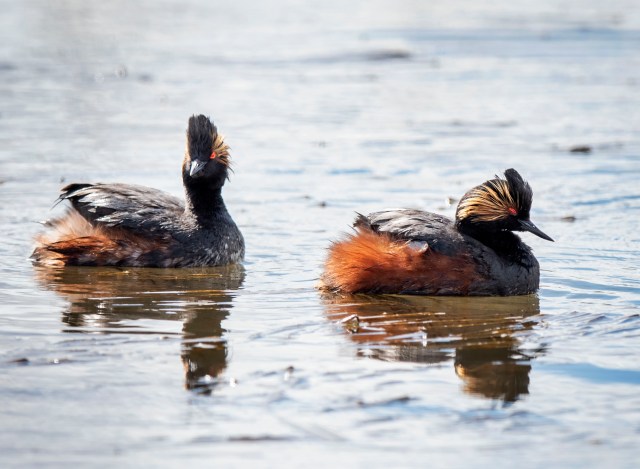 Eared_grebes_9012145
