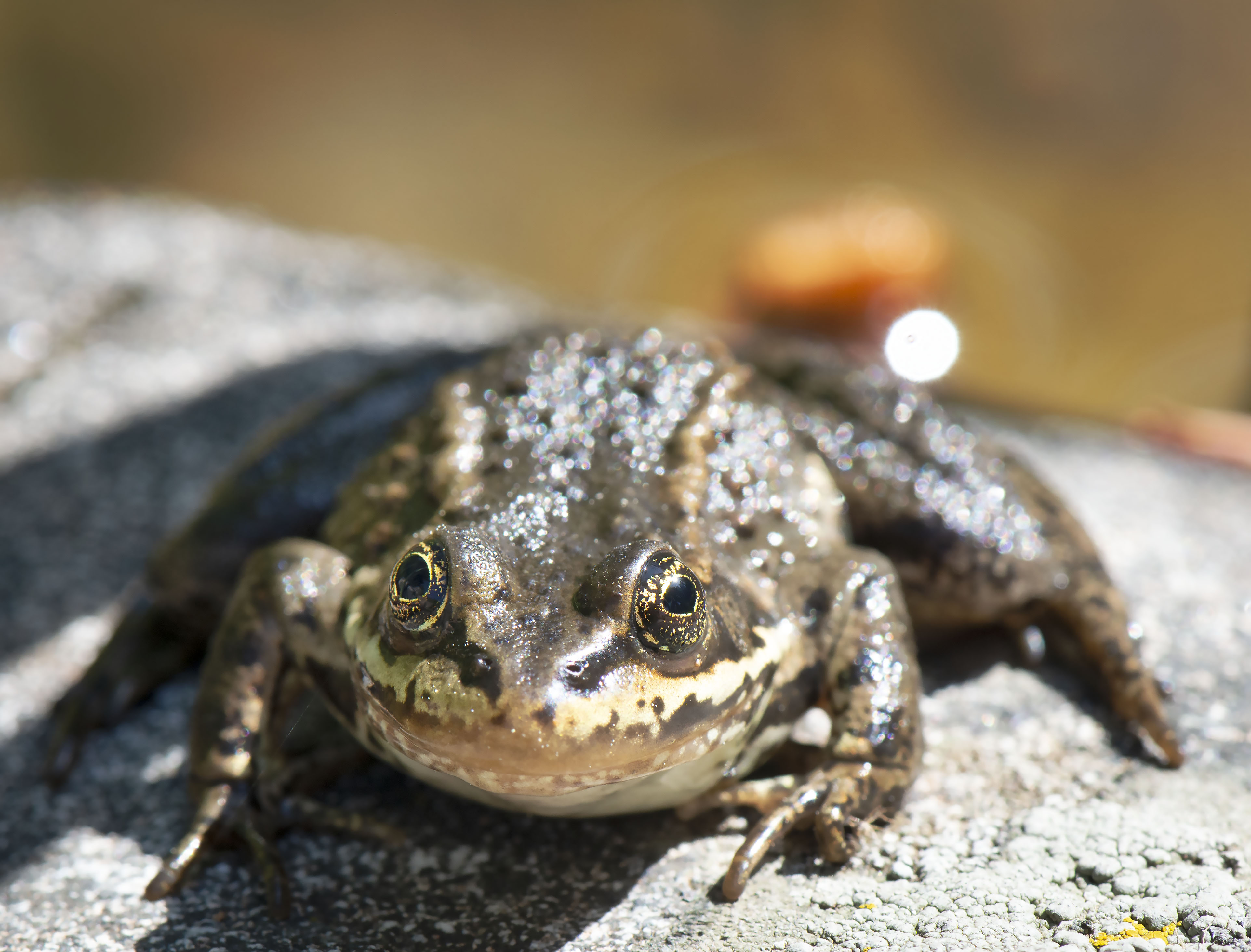 Frog_eyes_1435