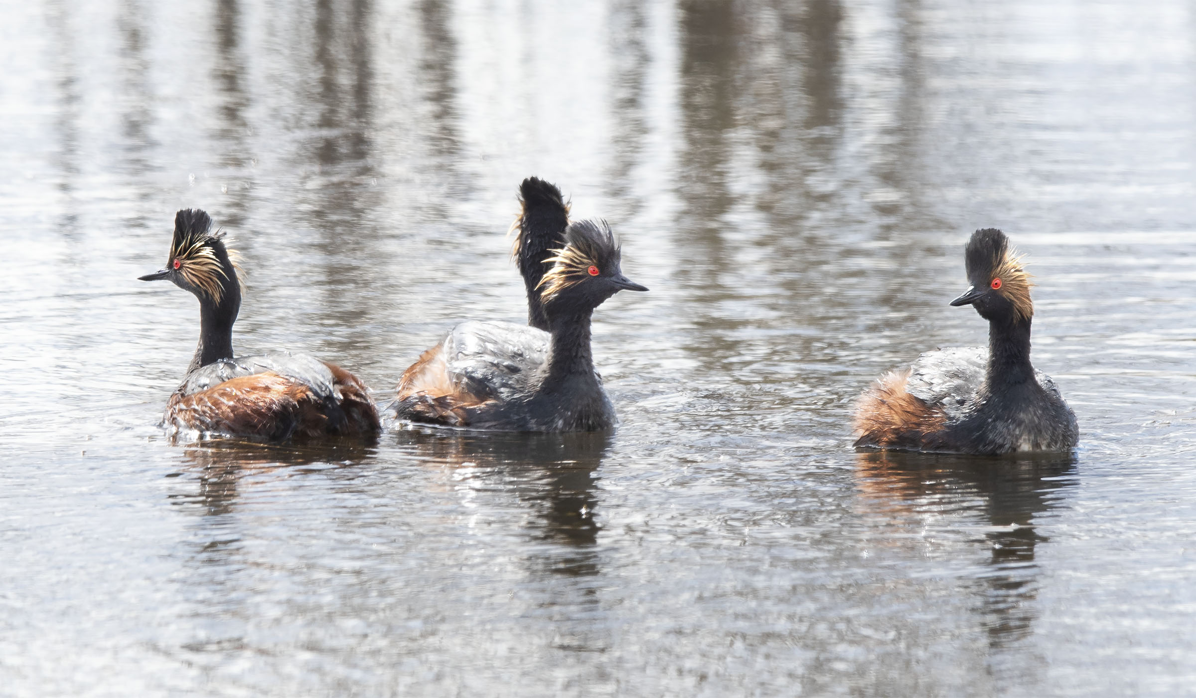 Gang_of_grebes_12143