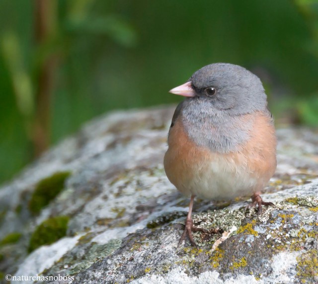 Junco_portrait_126734