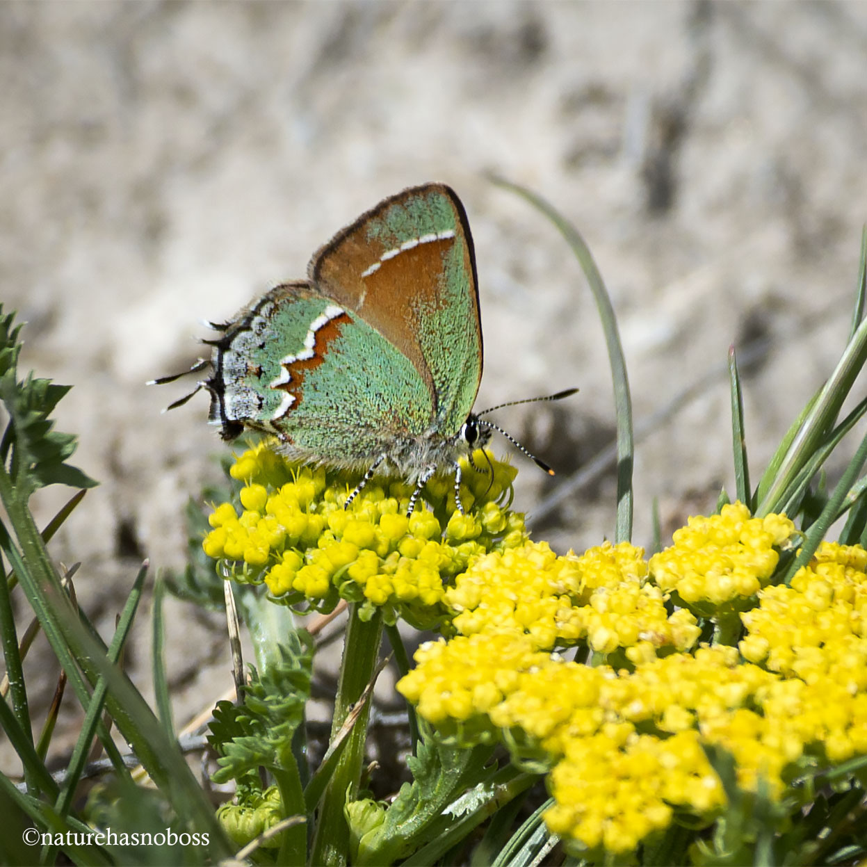 Juniper_hairstreak_901276 copy
