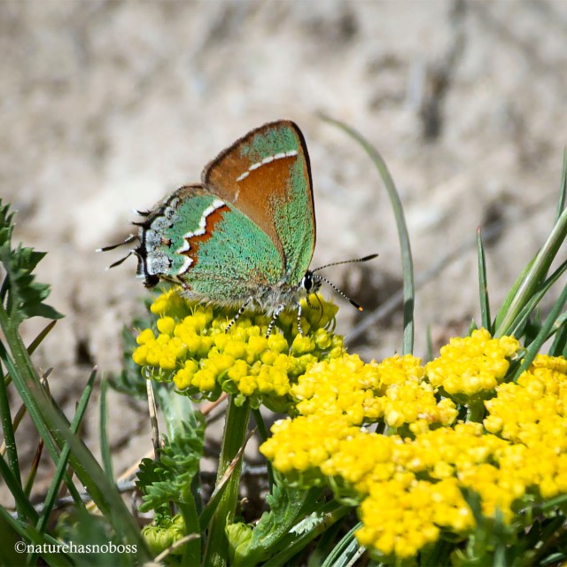 Juniper_hairstreak_901276 copy