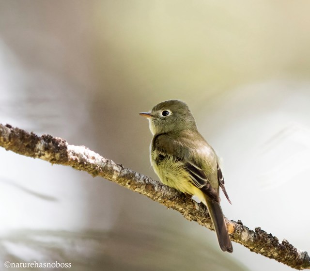 Least_flycatcher_126734 copy
