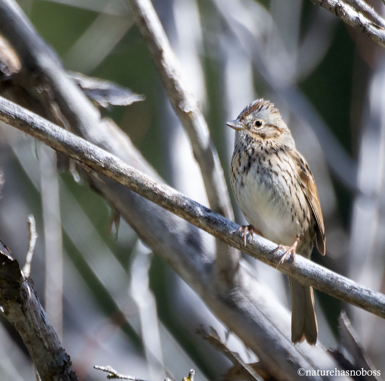 Lincoln_sparrow