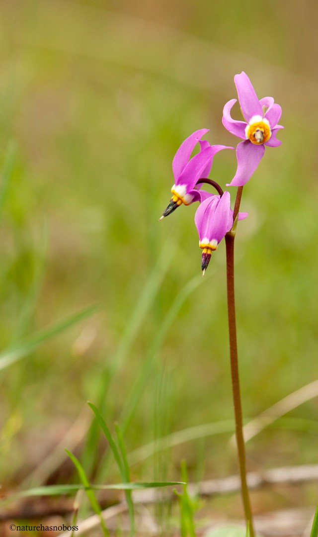 Shooting_star_1 copy