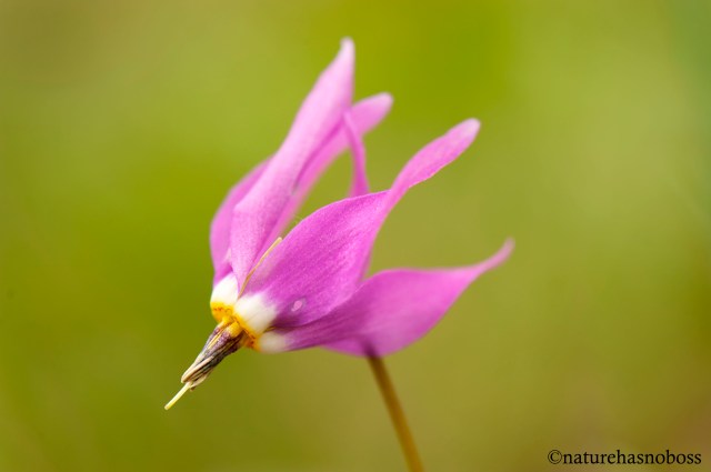 Shooting_star_2 copy