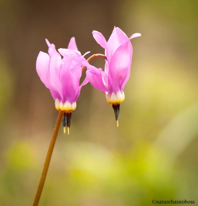 SHooting_star_3 copy