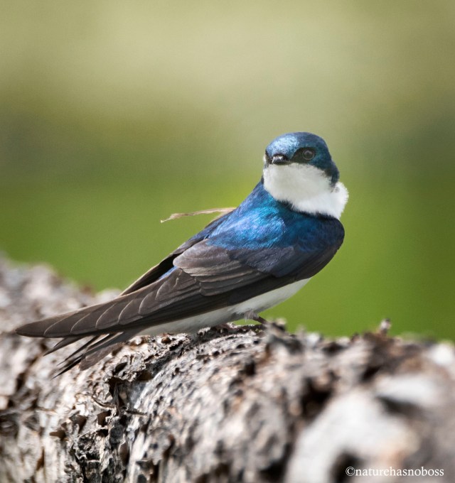 Tree_swallow_7823